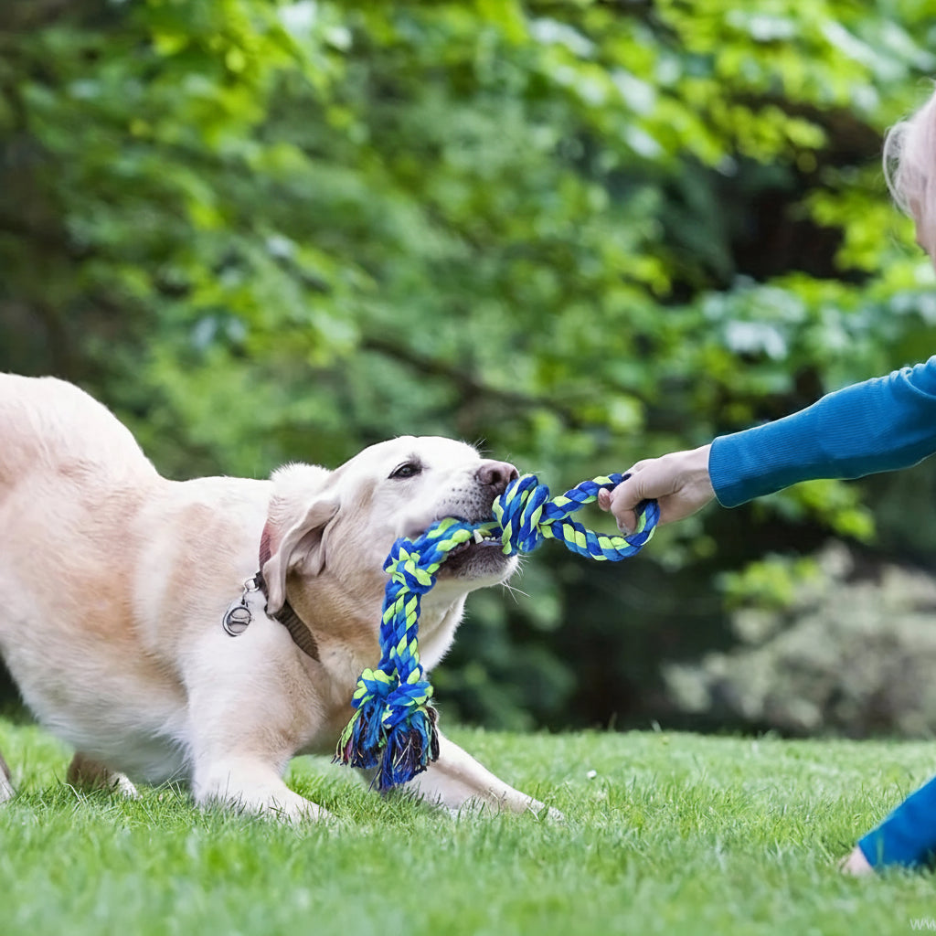 Gioco con corda per cani